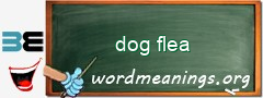 WordMeaning blackboard for dog flea